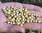 Soybean Harvest Set to Exceed  6,000 Metric Tons